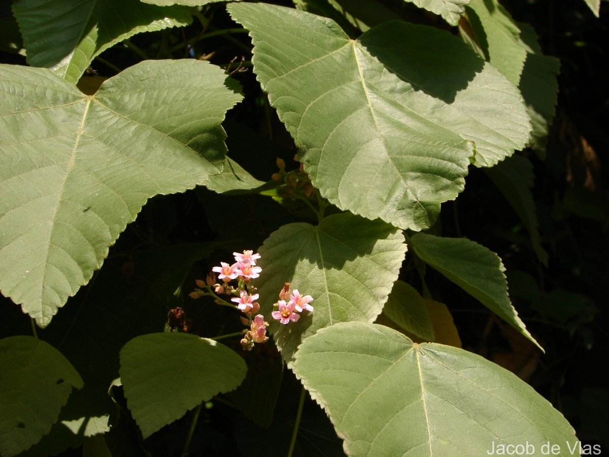 Melochia umbellata (Houtt.) Stapf